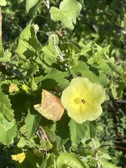 Hibiscus ribifolius