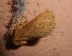 Pharmacis aemilianus