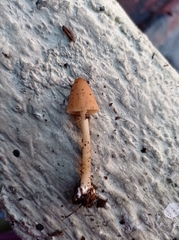 Agaricineae