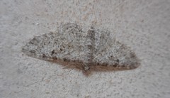 Eupithecia semigraphata