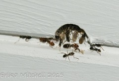 Camponotus sexguttatus