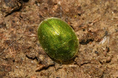 Cassida hemisphaerica