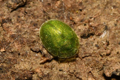 Cassida hemisphaerica