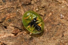 Cassida hemisphaerica