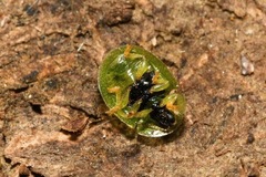 Cassida hemisphaerica