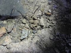 Sicarius thomisoides