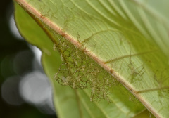 Zelus araneiformis