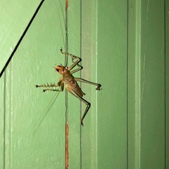Listroscelidinae