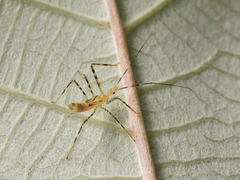 Zelus araneiformis