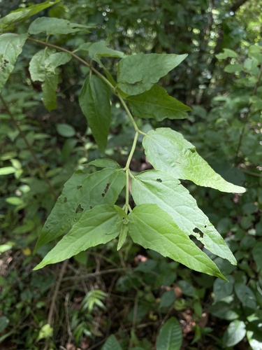 Koanophyllon droserolepis