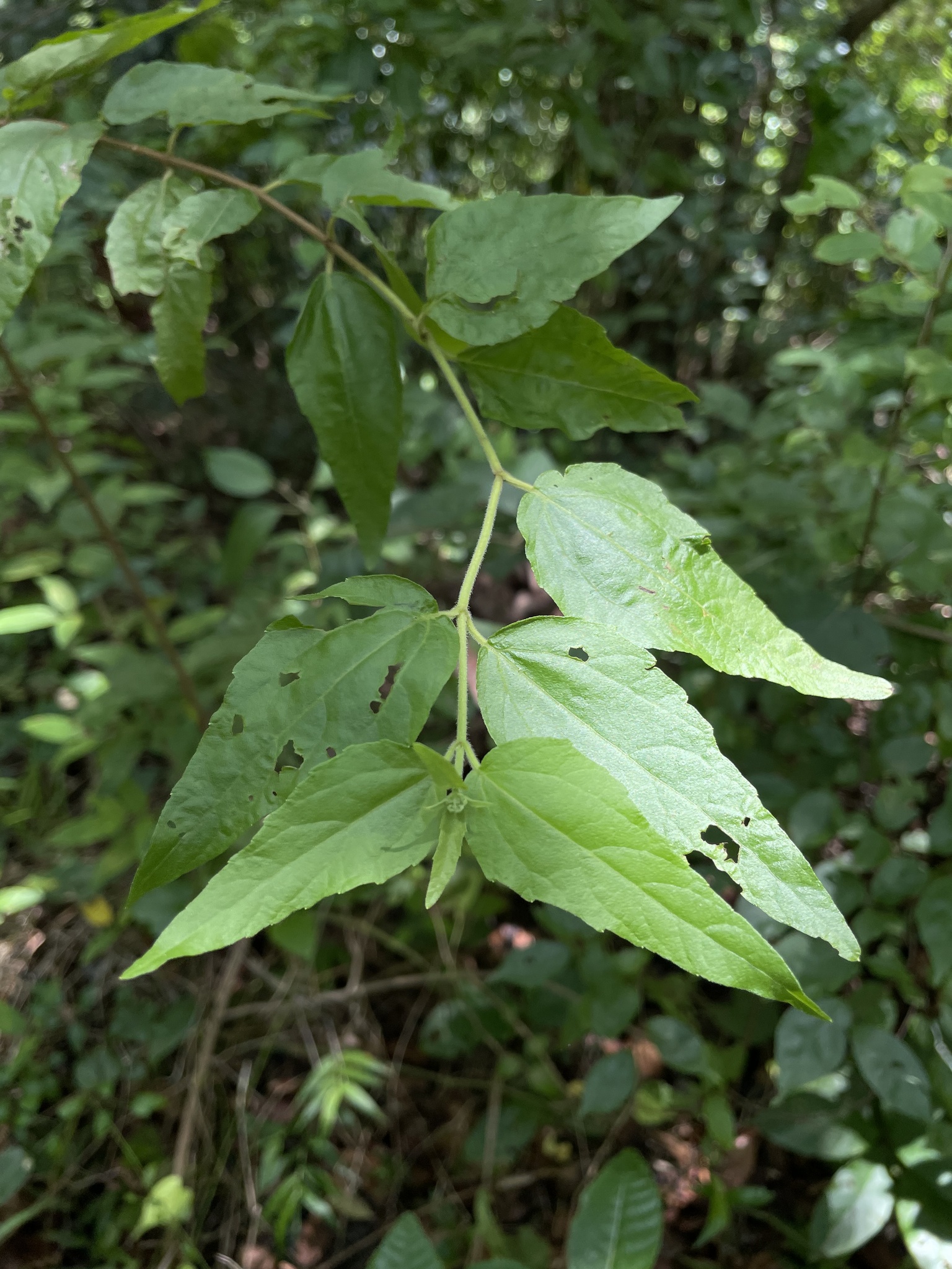 Koanophyllon droserolepis