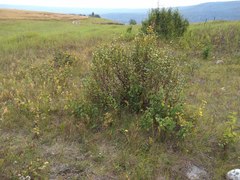 Piptatheropsis canadensis