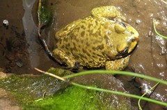 Rhinella atacamensis