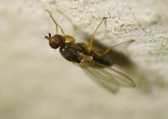 Chamaepsila nigricornis