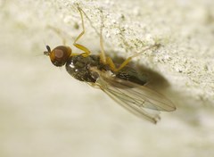 Chamaepsila nigricornis