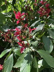 Megaskepasma erythrochlamys