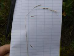 Piptatheropsis canadensis