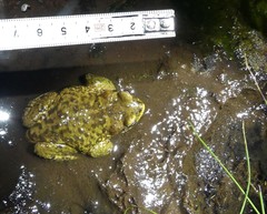 Rhinella atacamensis