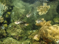 Sphaeramia orbicularis