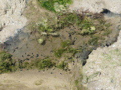 Rhinella atacamensis