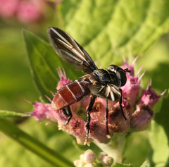 Trichopoda lanipes