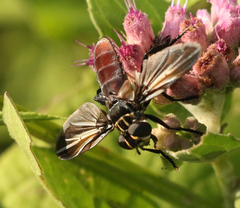 Trichopoda lanipes