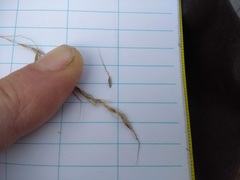 Piptatheropsis canadensis