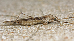 Tipula rufina