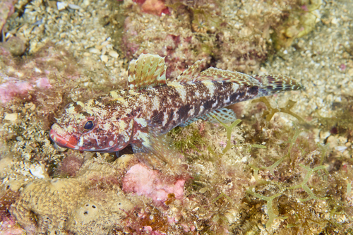Red-mouthed goby (Gobius cruentatus) — Gobiidae — 4