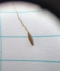 Piptatheropsis canadensis