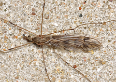 Tipula rufina