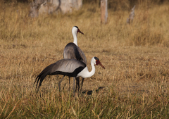 Wattled Crane photo 5