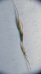 Piptatheropsis canadensis