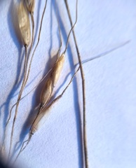 Piptatheropsis canadensis