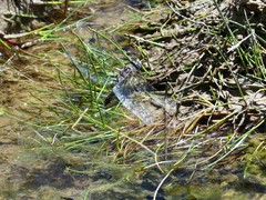 Rhionaeschna variegata