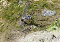 Rhionaeschna variegata