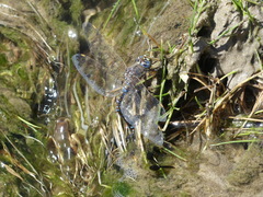 Rhionaeschna variegata