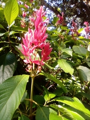 Megaskepasma erythrochlamys