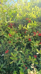 Pyracantha