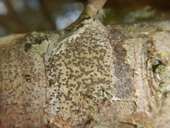 Glyphis scyphulifera