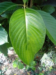 Megaskepasma erythrochlamys