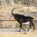 Sable Antelope - Photo (c) Sean Werle, some rights reserved (CC BY-NC), uploaded by Sean Werle