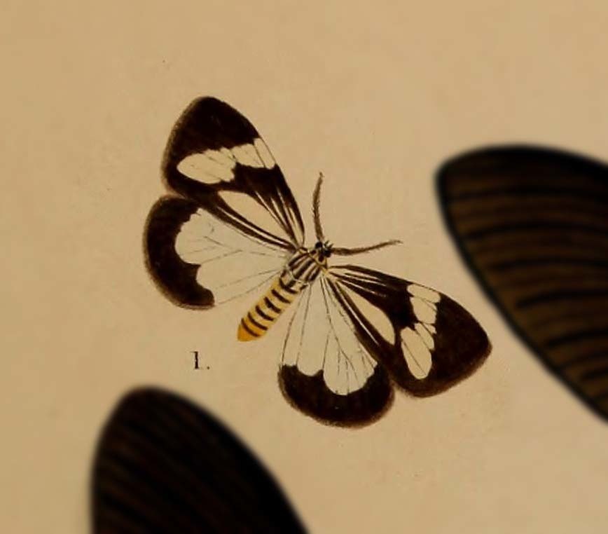 Nyctemera latistriga