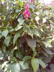 Megaskepasma erythrochlamys