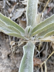 Asclepias eriocarpa
