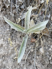 Asclepias eriocarpa