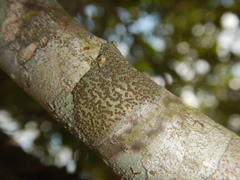 Glyphis scyphulifera