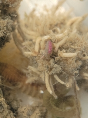 Hadzioidea