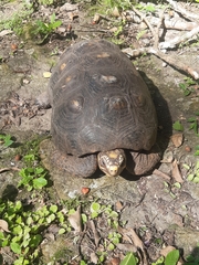 Chelonoidis carbonarius