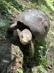 Chelonoidis carbonarius